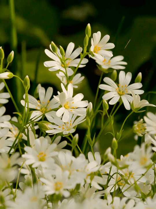 Stellaria holostea